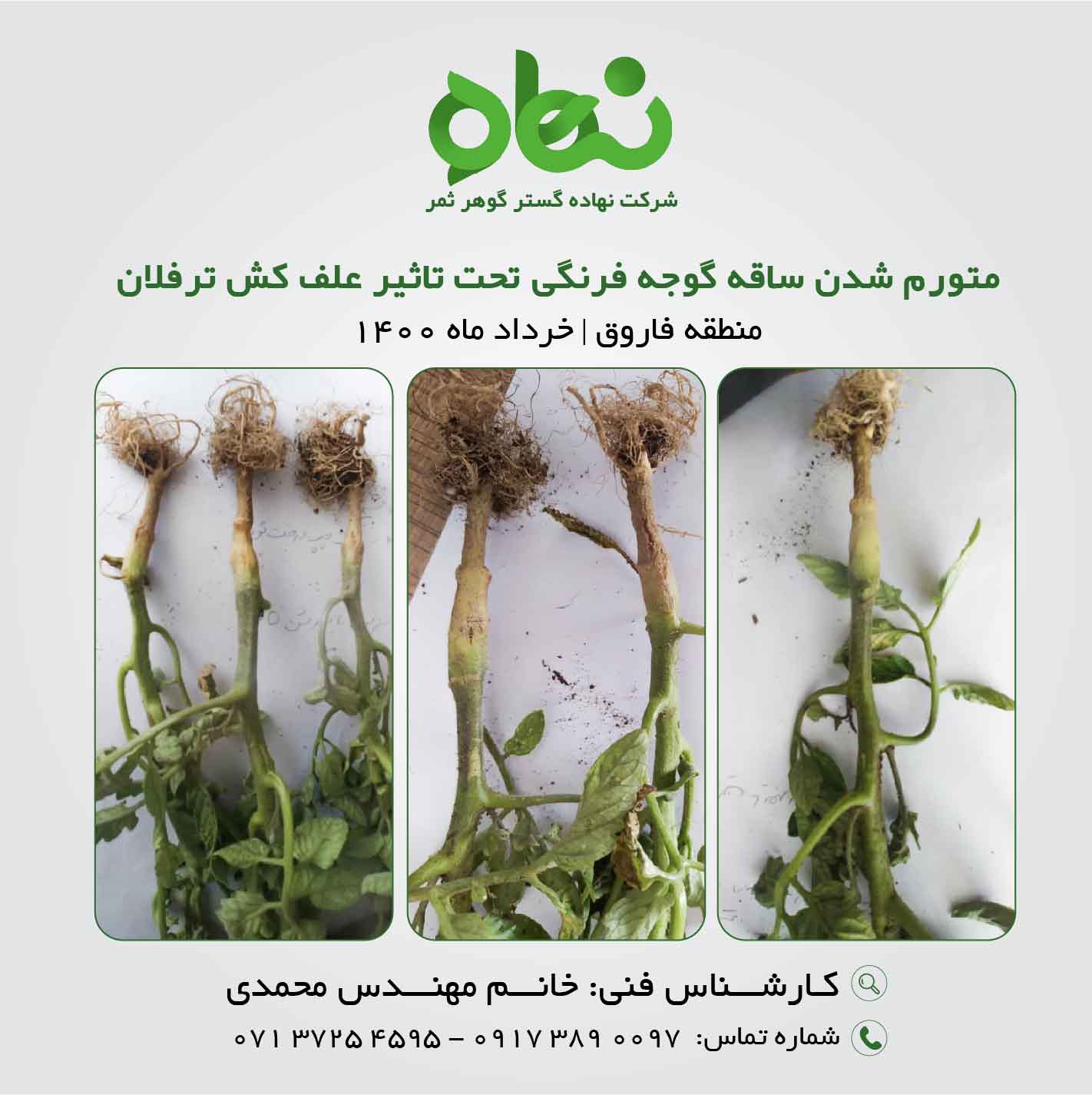 متورم شدن ساقه گوجه فرنگی تحت تاثیر علف کش ترفلان